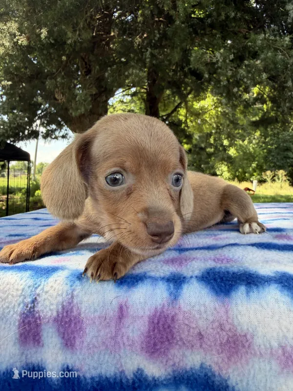 SH Isabella Sable  – Miniature Dachshund puppy for sale in Hugo, OK