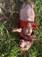 Arrow, a female Miniature Dachshund for sale in Hugo, OK – 3 of 4
