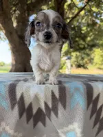 Little Beansprout , a male Miniature Dachshund for sale in Hugo, OK – 3 of 7