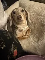 Juniper, a female Miniature Dachshund for sale in Hugo, OK – 1 of 3