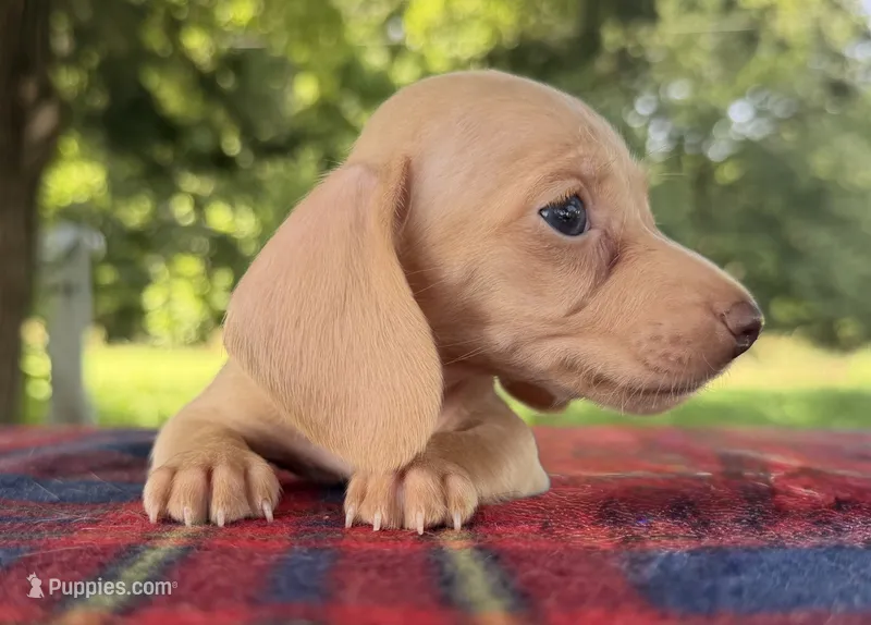 AKC SH ee Cream  – Miniature Dachshund puppy for sale in Hugo, OK