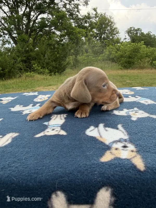 SH Isabella Sable  – Miniature Dachshund puppy for sale in Hugo, OK