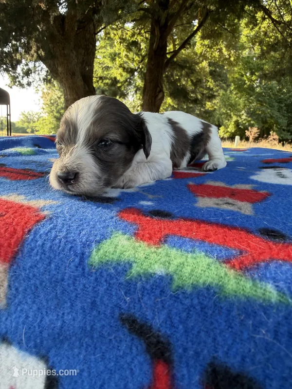 CKC LH Cream Dapple Piebald  – Miniature Dachshund puppy for sale in Hugo, OK