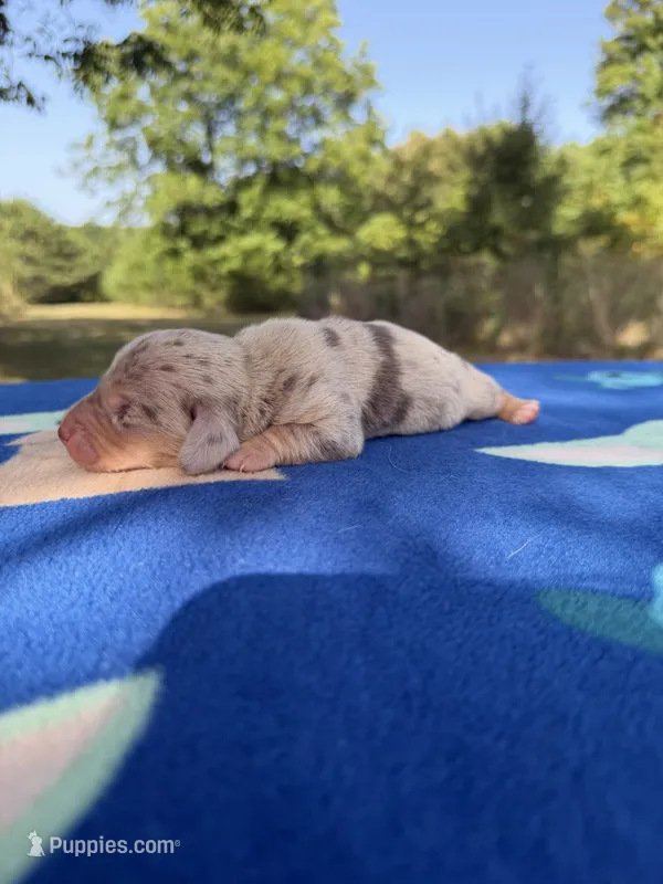 Chocolate Dapple – Chihuahua, Miniature Dachshund puppy for sale in Hugo, OK