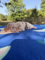 Chocolate Dapple, a male Chihuahua and Miniature Dachshund for sale in Hugo, OK – 1 of 1