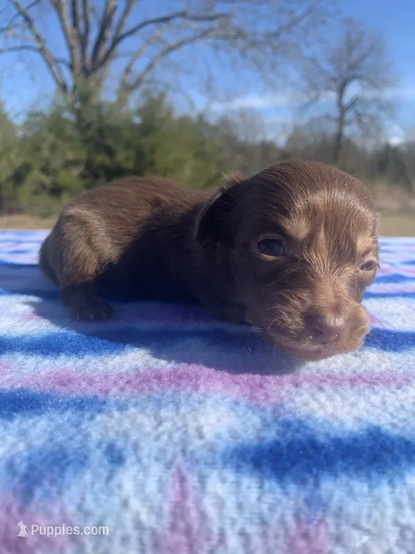 CKC Chocolate & Tan LH