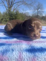 CKC Chocolate & Tan LH, a female Miniature Dachshund for sale in Hugo, OK – Photo 1 of 4