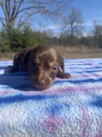 CKC Chocolate & Tan LH, a female Miniature Dachshund for sale in Hugo, OK – Photo 2 of 4