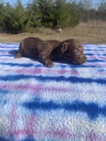 CKC Chocolate & Tan LH, a female Miniature Dachshund for sale in Hugo, OK – Photo 3 of 4