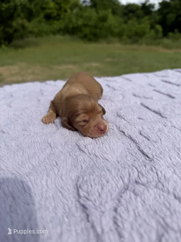AKC Shaded Cream  – Miniature Dachshund puppy for sale in Hugo, OK