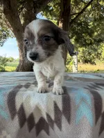 Little Beansprout , a male Miniature Dachshund for sale in Hugo, OK – 2 of 7