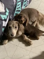 Looking to trade- AKC upcoming litter , a  Miniature Dachshund for sale in Hugo, OK – Photo 2 of 3