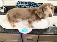 Looking to trade- AKC upcoming litter , a  Miniature Dachshund for sale in Hugo, OK – Photo 1 of 3