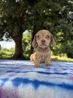 AKC SH Cream Sable , a female Miniature Dachshund for sale in Hugo, OK – 5 of 7