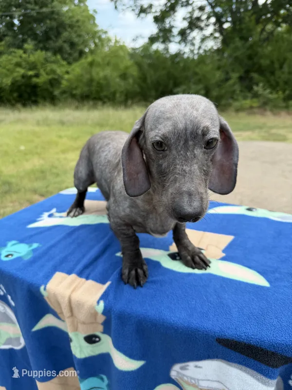 Free- CDA Affected #2  – Miniature Dachshund puppy for sale in Hugo, OK