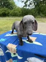 Free- CDA Affected #2 , a male Miniature Dachshund for sale in Hugo, OK – 1 of 1