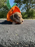 AKC SH Chocolate and Cream, a female Miniature Dachshund for sale in Hugo, OK – 2 of 6