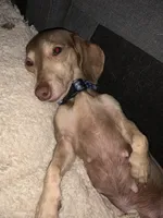 Arrow, a female Miniature Dachshund for sale in Hugo, OK – 4 of 4