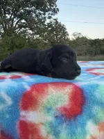 AKC Black and Cream Brindle, a female Miniature Dachshund for sale in Hugo, OK – 2 of 2