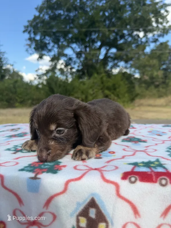 Chocolate Boy  – Chihuahua, Miniature Dachshund puppy for sale in Hugo, OK