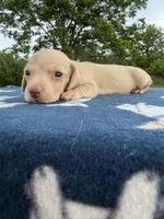 AKC SH ee Cream , a male Miniature Dachshund for sale in Hugo, OK – 8 of 10