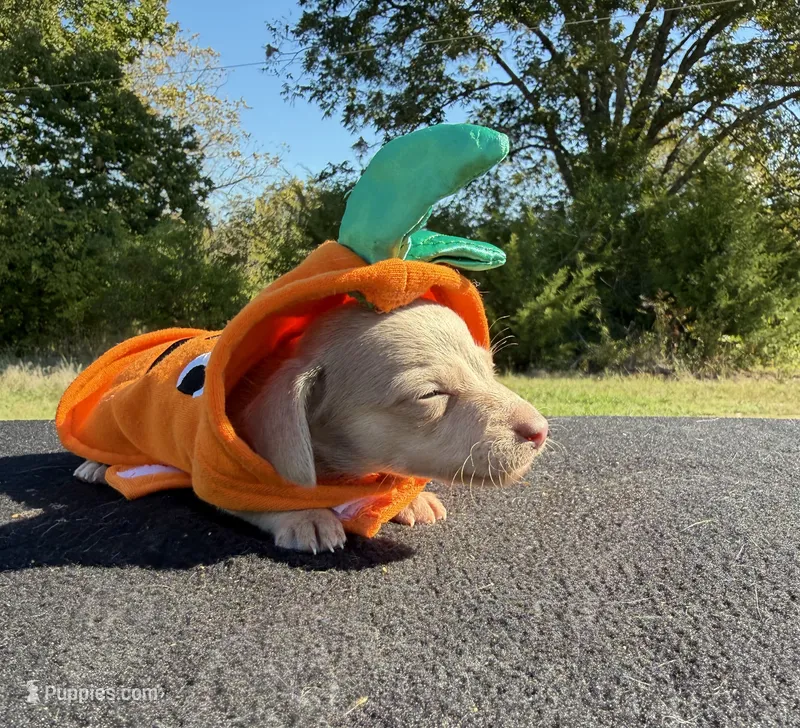 AKC SH Isabella and Cream Dapple  – Miniature Dachshund puppy for sale in Hugo, OK