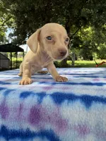 AKC SH ee Cream , a male Miniature Dachshund for sale in Hugo, OK – 4 of 10