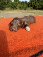 CKC Red, a male Miniature Dachshund for sale in Hugo, OK – 3 of 3