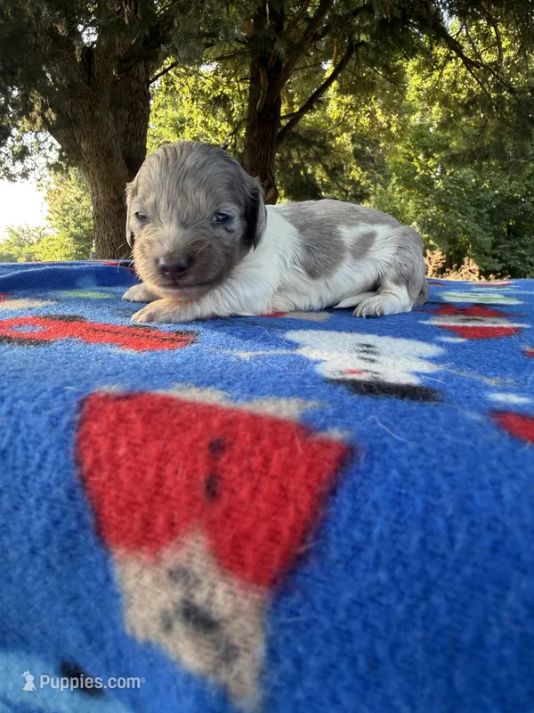 CKC LH Black and Tan Dapple Piebald – Miniature Dachshund puppy for sale in Hugo, OK