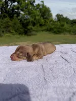AKC Cream Sable , a female Miniature Dachshund for sale in Hugo, OK – 1 of 1