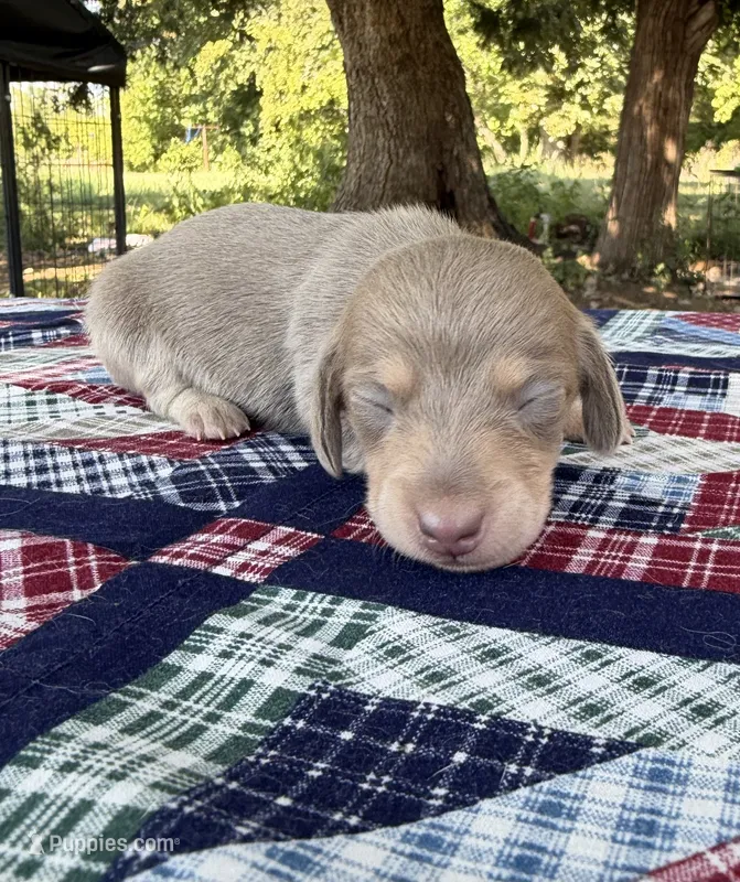 AKC SH Isabella and Cream – Miniature Dachshund puppy for sale in Hugo, OK