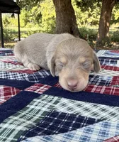 AKC SH Isabella and Cream, a female Miniature Dachshund for sale in Hugo, OK – 1 of 6