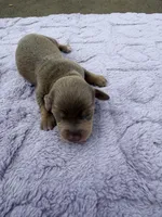 Isabella Sable , a male Miniature Dachshund for sale in Hugo, OK – 2 of 3