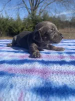 CKC Blue & Tan SH, a female Miniature Dachshund for sale in Hugo, OK – Photo 5 of 5