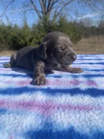 CKC Blue & Tan SH, a female Miniature Dachshund for sale in Hugo, OK – Photo 4 of 5