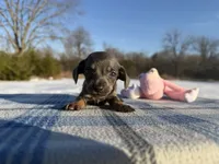 CKC Blue & Tan SH, a female Miniature Dachshund for sale in Hugo, OK – Photo 1 of 5
