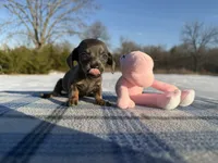 CKC Blue & Tan SH, a female Miniature Dachshund for sale in Hugo, OK – Photo 2 of 5