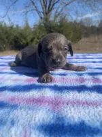CKC Blue & Tan SH, a female Miniature Dachshund for sale in Hugo, OK – Photo 3 of 5