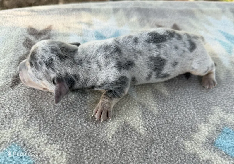 AKC SH Blue Dapple  – Miniature Dachshund puppy for sale in Hugo, OK