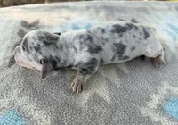 AKC SH Blue Dapple , a male Miniature Dachshund for sale in Hugo, OK – 1 of 4