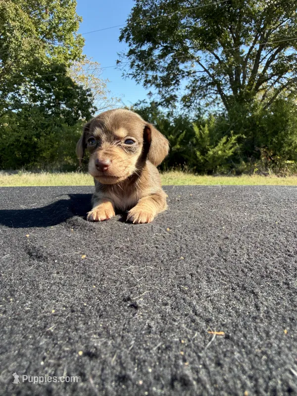 AKC SH Chocolate and Cream – Miniature Dachshund puppy for sale in Hugo, OK