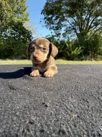 AKC SH Chocolate and Cream, a female Miniature Dachshund for sale in Hugo, OK – 1 of 6