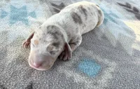 AKC SH Isabella Dapple , a male Miniature Dachshund for sale in Hugo, OK – 3 of 4