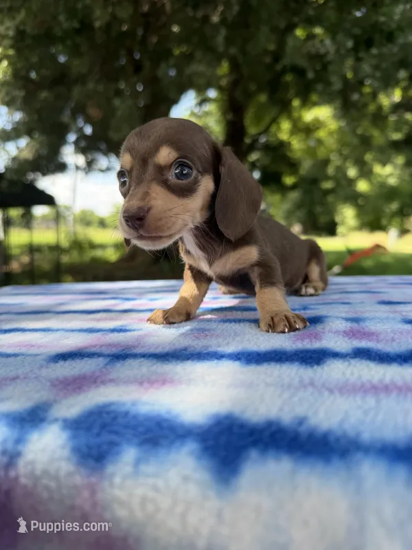AKC SH Choc&Cream  – Miniature Dachshund puppy for sale in Hugo, OK