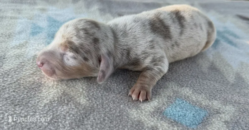 AKC SH Isabella Dapple  – Miniature Dachshund puppy for sale in Hugo, OK