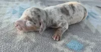 AKC SH Isabella Dapple , a male Miniature Dachshund for sale in Hugo, OK – 1 of 4
