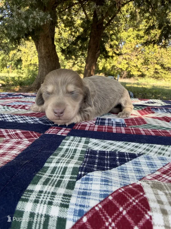 AKC LH Isabella and Cream – Miniature Dachshund puppy for sale in Hugo, OK