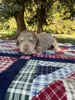 AKC LH Isabella and Cream, a male Miniature Dachshund for sale in Hugo, OK – 1 of 7