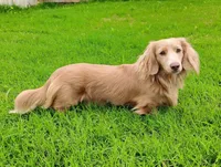 Trade? -AKC Litter , a  Miniature Dachshund for sale in Hugo, OK – 2 of 2