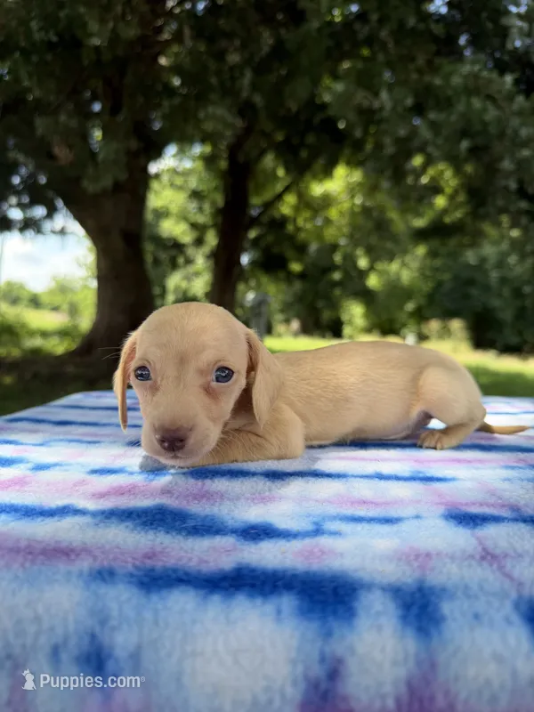 AKC SH ee Cream  – Miniature Dachshund puppy for sale in Hugo, OK